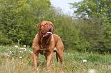 DOGUE DE BORDEAUX 059